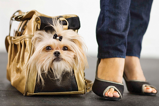 $10 OFF Any Purchase of $50 or More at Pet Supplies Plus